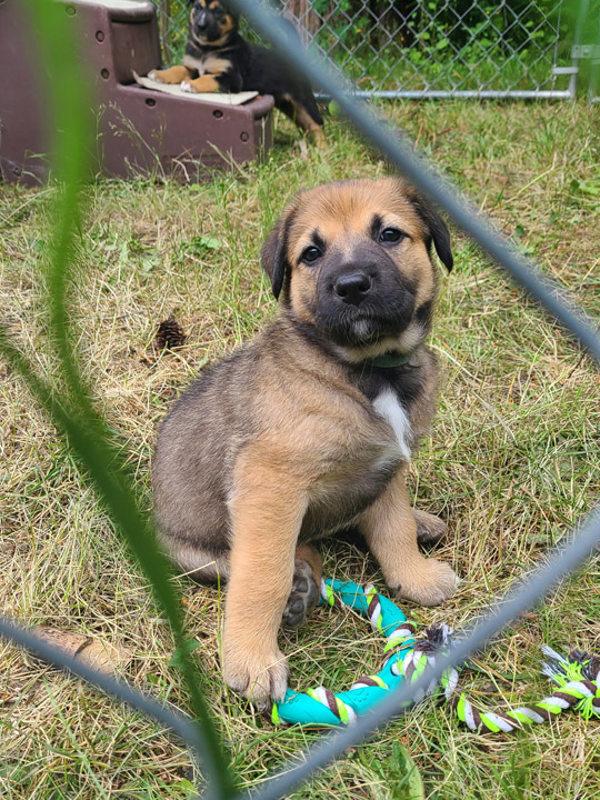 chinook dog